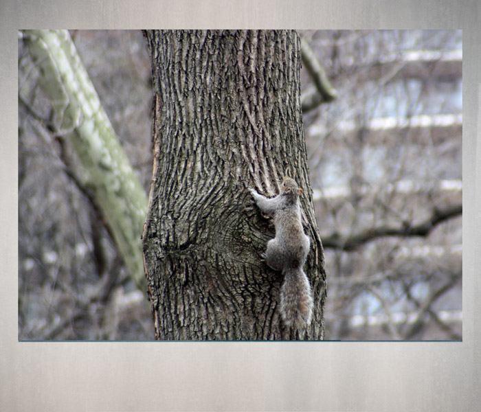 LG-NY-NICE-SPOT-HABITAT-CENTRAL-PARK-NYC